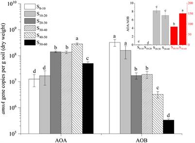 Ammonia-oxidizing archaea and ammonia-oxidizing bacteria communities respond differently in oxy-gen-limited habitats